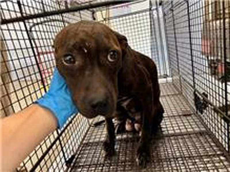 Tabby adult female American Pit Bull Terrier, Medium, shelter no. …2012