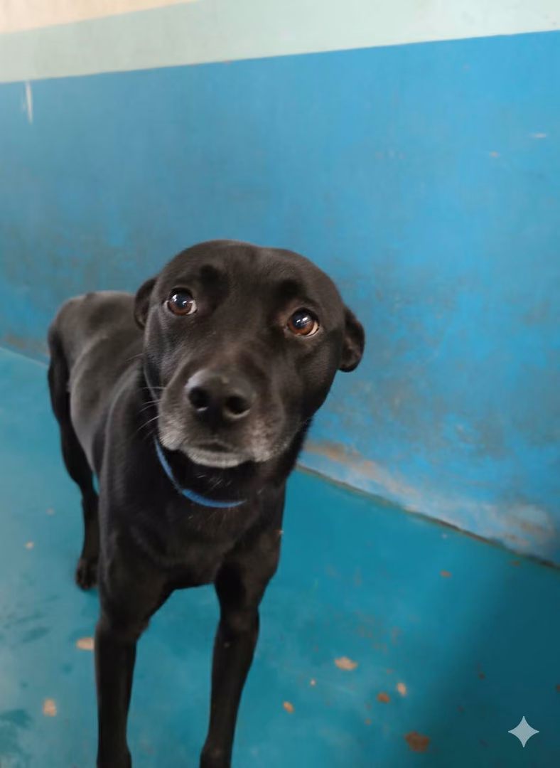 Black adult male mixed-breed dog, Large, shelter no. …7002