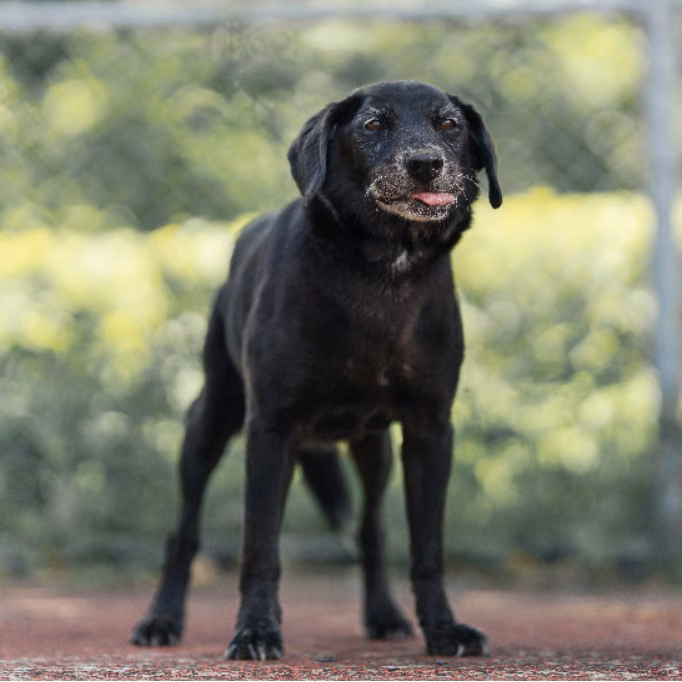 Black adult female mixed-breed dog, Medium, shelter no. …1806