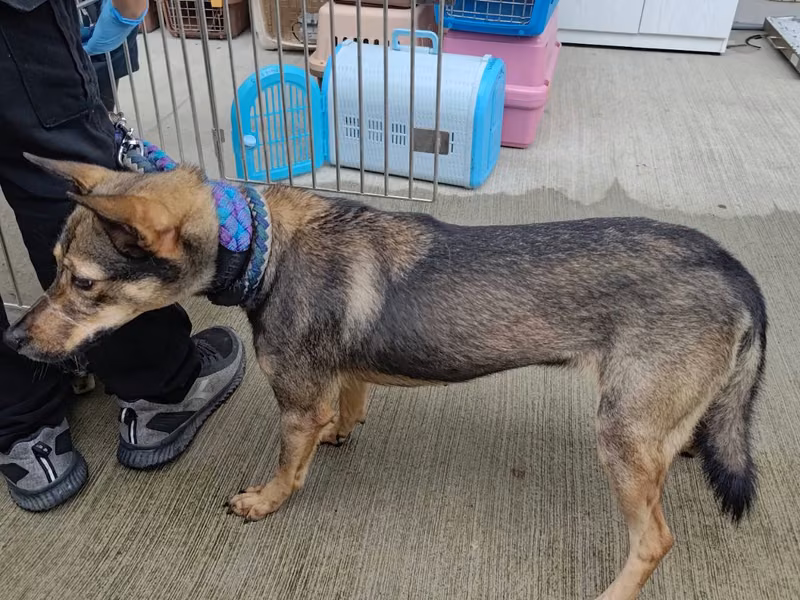 Black-and-brown adult female mixed-breed dog, Medium, shelter no. …1202