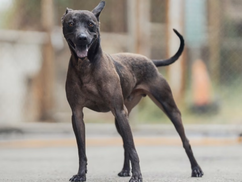 Black adult male mixed-breed dog, Medium, shelter no. …9003