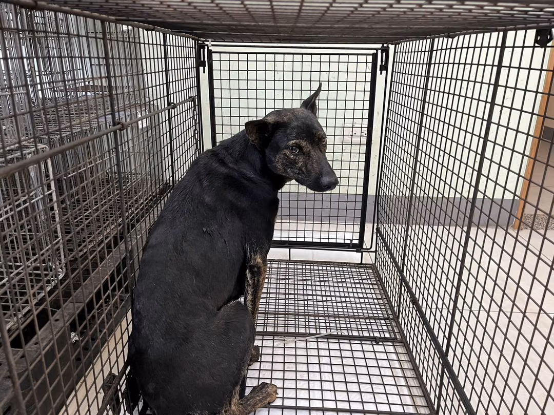 Black tabby adult female mixed-breed dog, Medium, shelter no. …8D01