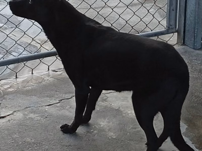 Black adult male mixed-breed dog, Large, shelter no. …065D