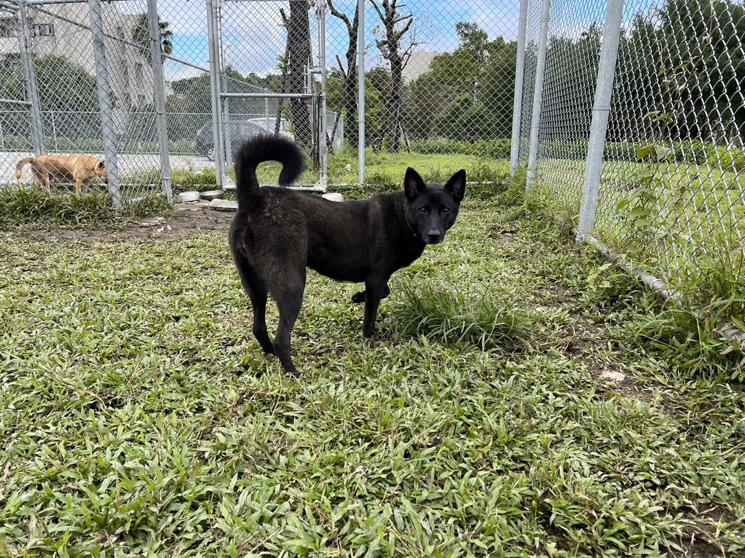 Black adult female mixed-breed dog, Medium, shelter no. …1907