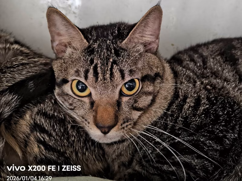 Black tabby adult male mixed-breed cat, Medium, shelter no. …7001