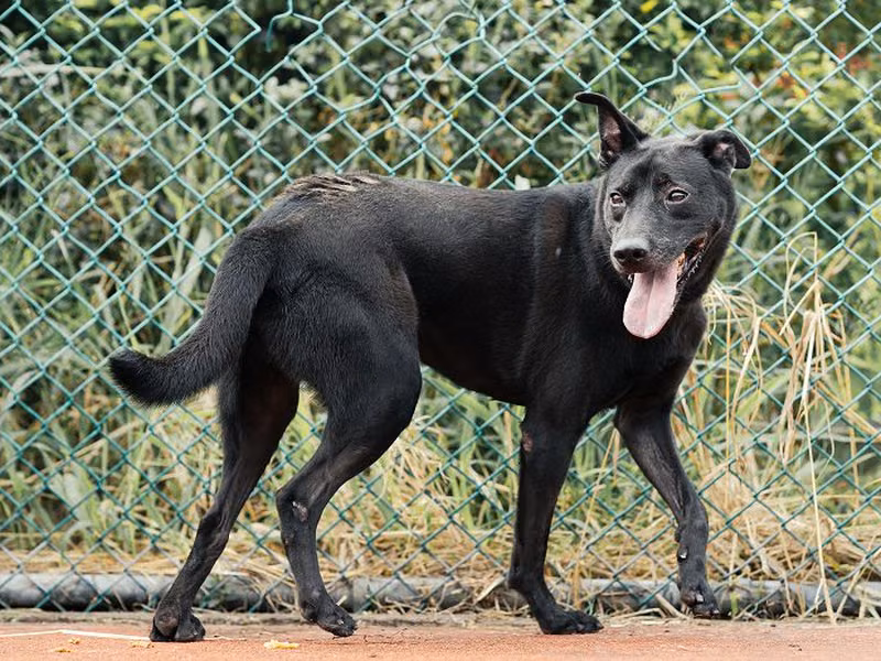 Black adult male mixed-breed dog, Medium, shelter no. …2912