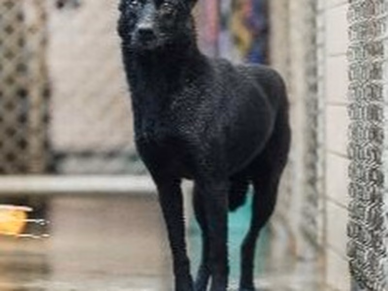 Black adult female mixed-breed dog, Medium, shelter no. …4001