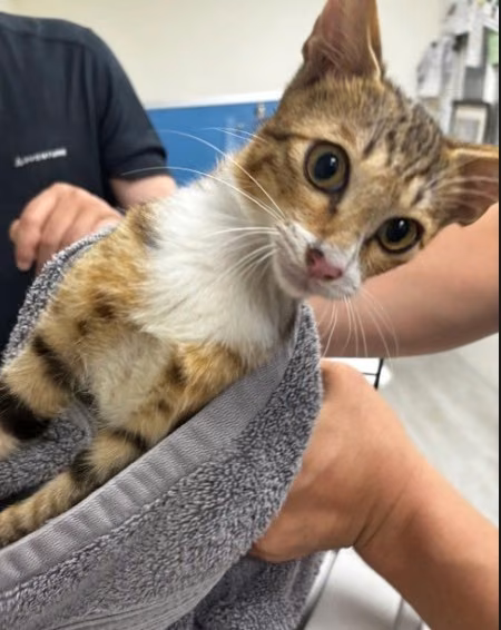Tabby young female mixed-breed cat, Medium, shelter no. …5005