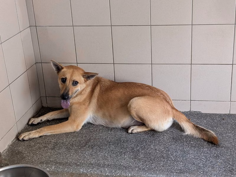 Tan adult female mixed-breed dog, Large, shelter no. …2801