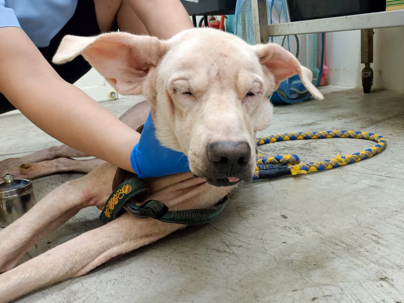 Cream adult male mixed-breed dog, Medium, shelter no. …1903
