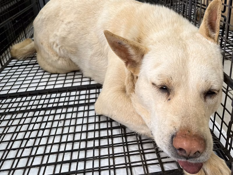Cream young male mixed-breed dog, Medium, shelter no. …4D02