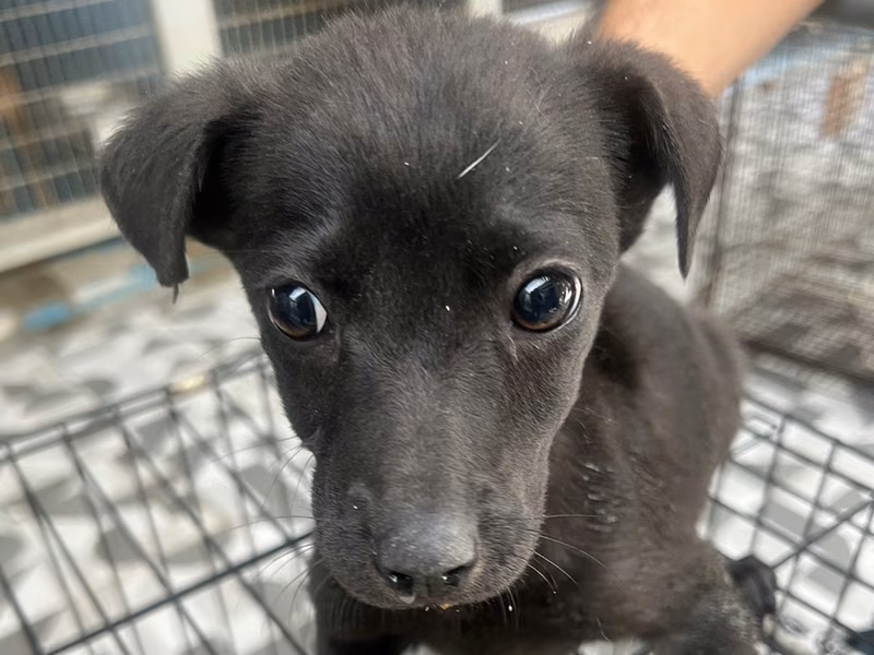 Black young female mixed-breed dog, Small, shelter no. …7026