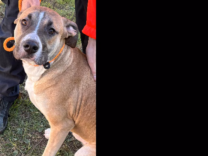 Cooper, Young · Male · American Staffordshire Terrier