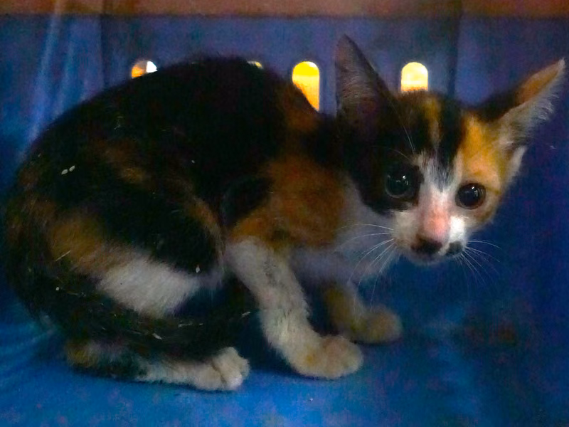 Calico young mixed-breed cat, Small, shelter no. …1069