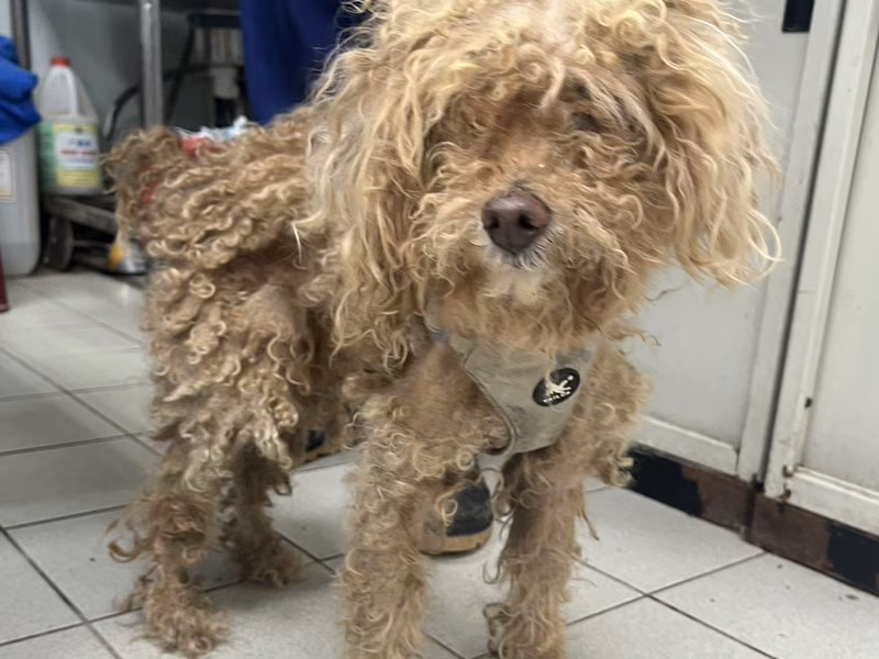 Brown adult female mixed-breed dog, Small, shelter no. …5003