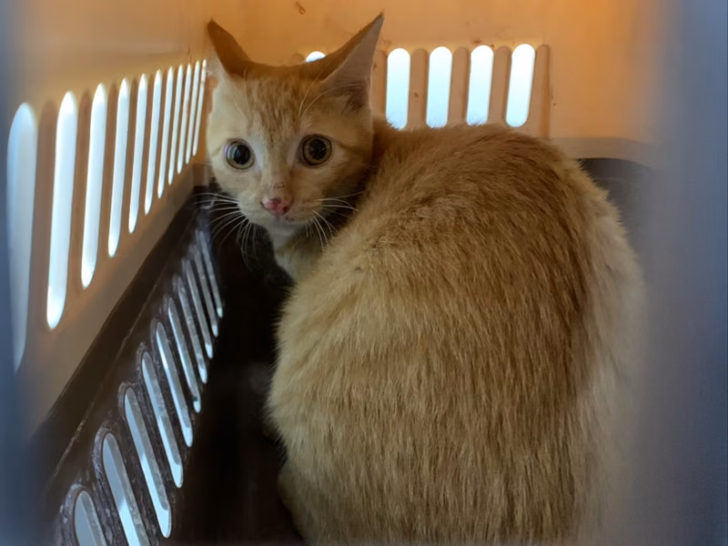 Orange tabby adult female mixed-breed cat, Small, shelter no. …2605