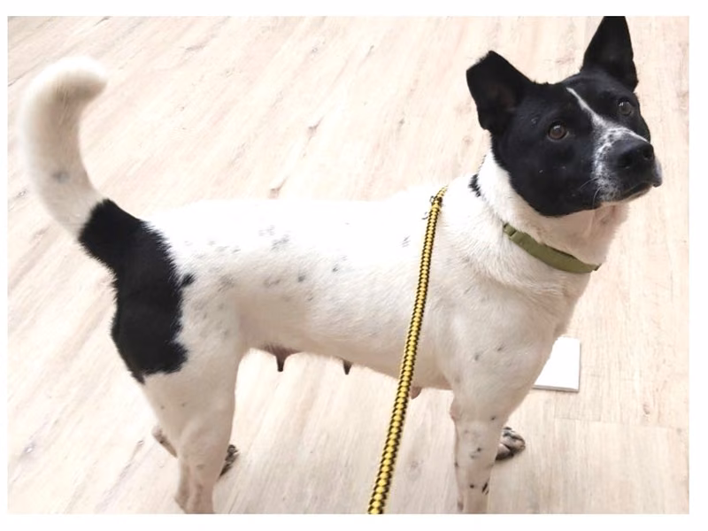 Black-and-white adult female mixed-breed dog, Medium, shelter no. …7012