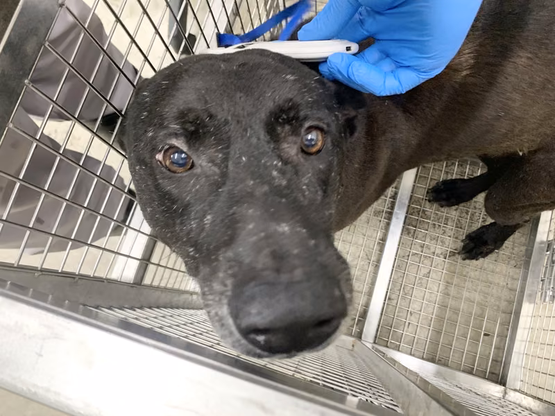 Black adult male mixed-breed dog, Medium, shelter no. …1304