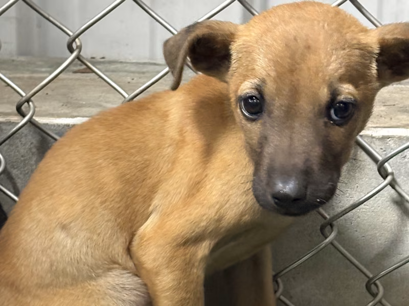 Tan young female mixed-breed dog, Small, shelter no. …0008