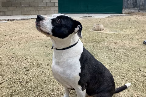 Mami, Senior · Female · Medium · Mixed breed