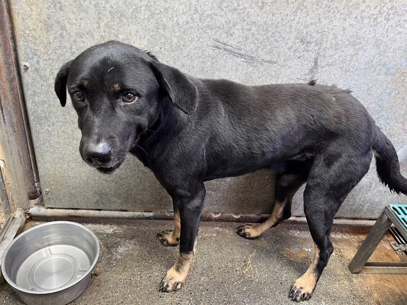 Black-and-tan adult male mixed-breed dog, Medium, shelter no. …4001
