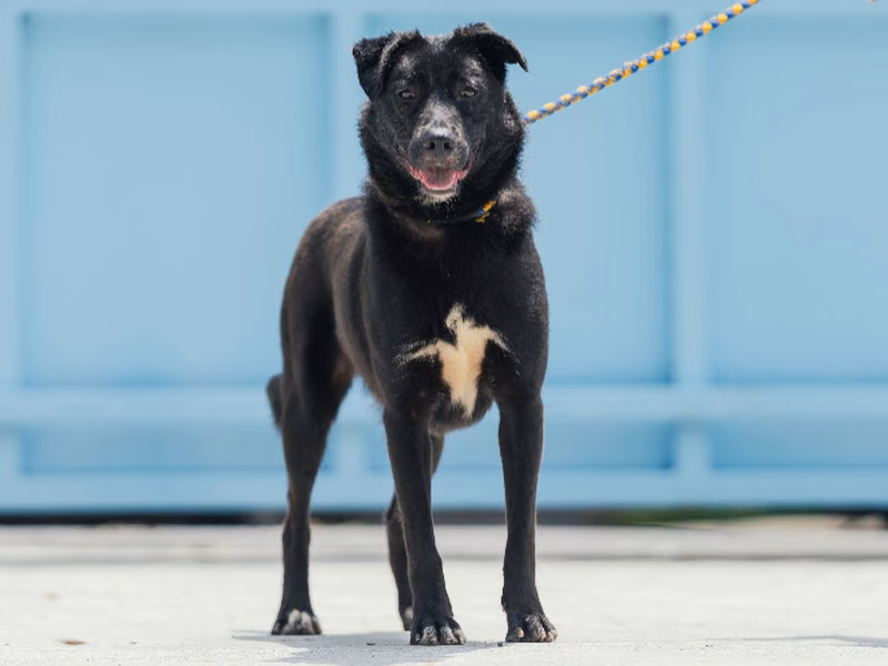 Black adult male mixed-breed dog, Medium, shelter no. …4001