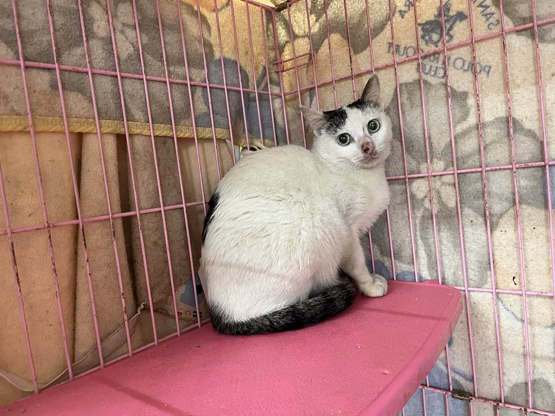 Black adult female mixed-breed cat, Medium, shelter no. …0907