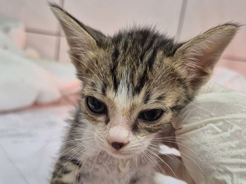 Tabby-and-white young male mixed-breed cat, Small, shelter no. …4003