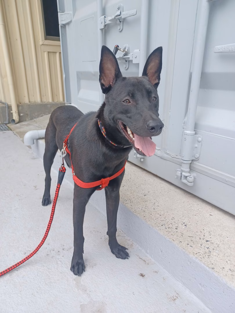 Black adult male mixed-breed dog, Medium, shelter no. …1001