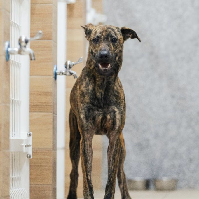 Tabby adult female mixed-breed dog, Large, shelter no. …6003
