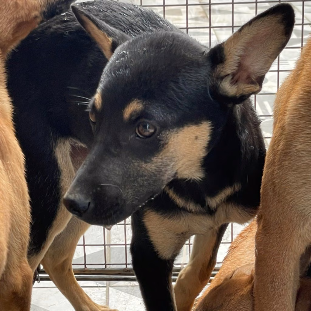 Black-and-brown adult female mixed-breed dog, Medium, shelter no. …6029
