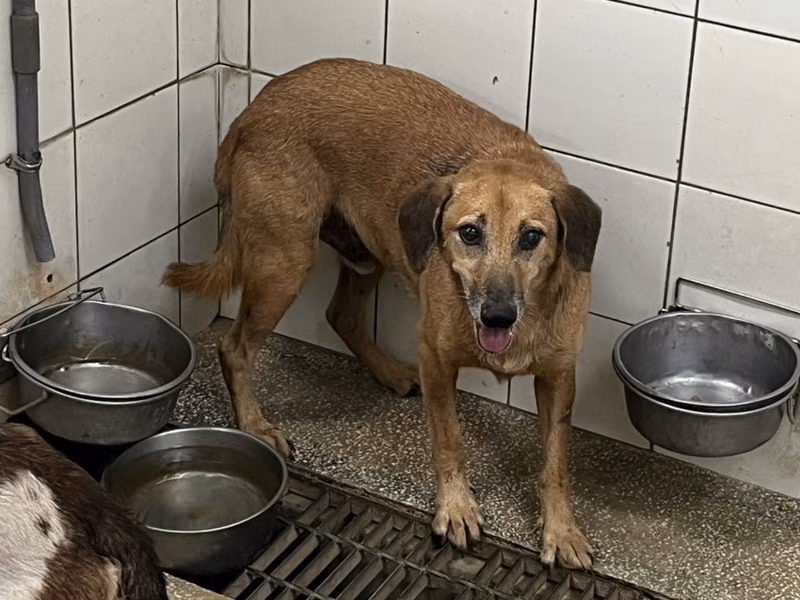 Tan adult male mixed-breed dog, Large, shelter no. …24-2