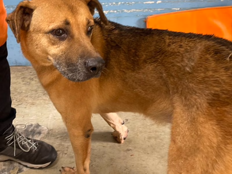 Black-and-tan adult male mixed-breed dog, Medium, shelter no. …3006