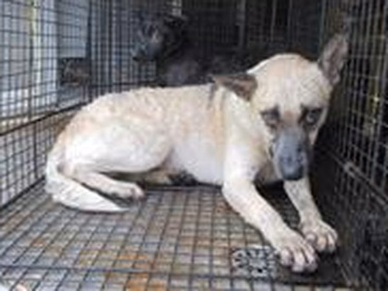 Tan female mixed-breed dog, Medium, shelter no. …7009