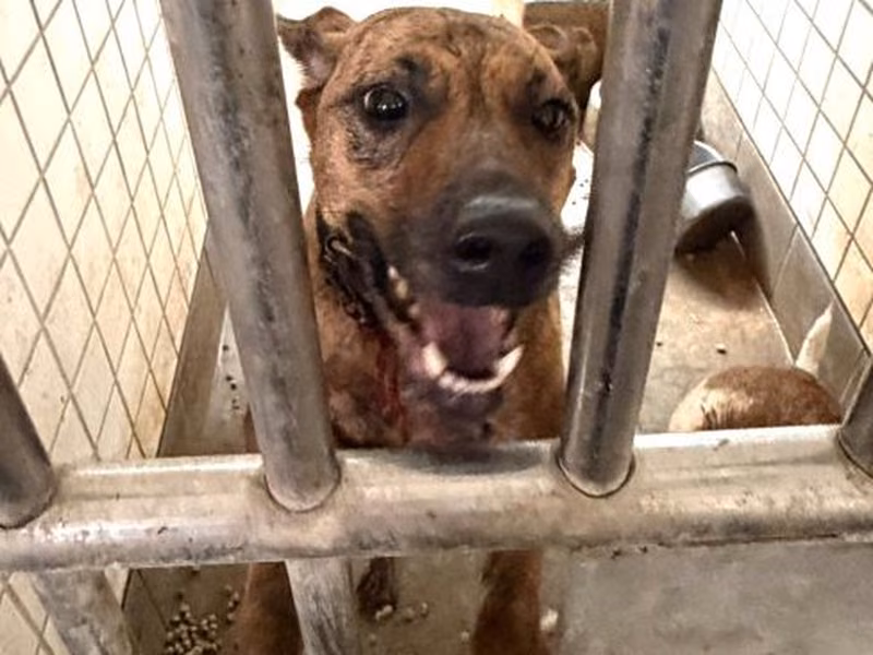 Tabby adult female mixed-breed dog, Large, shelter no. …1339