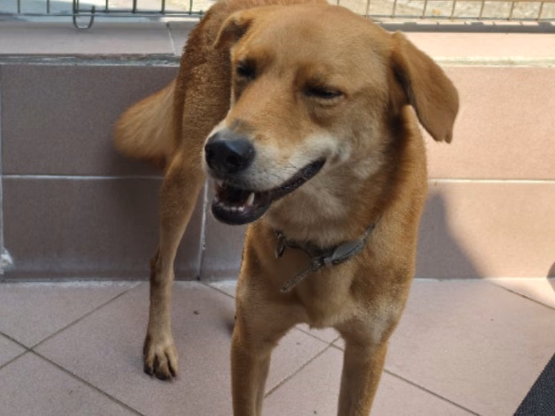 ミックス犬（オス・成犬・茶）、中型, 施設番号 …6-15