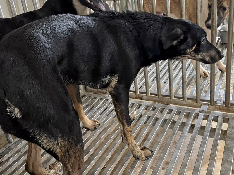 Black-and-tan adult male mixed-breed dog, Medium, shelter no. …4004