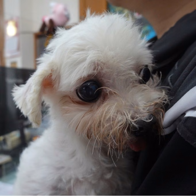 White adult male Maltese, Medium, shelter no. …1-04