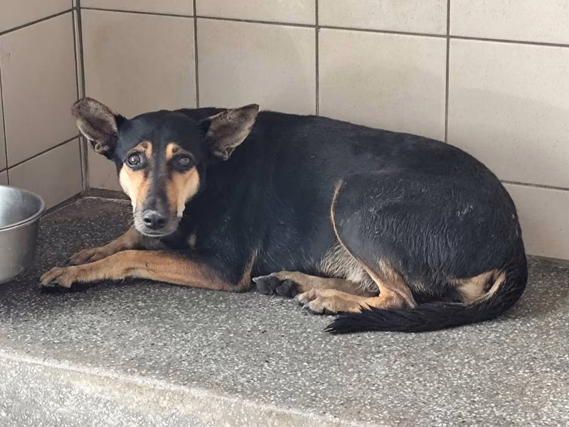 Black adult female mixed-breed dog, Large, shelter no. …1305