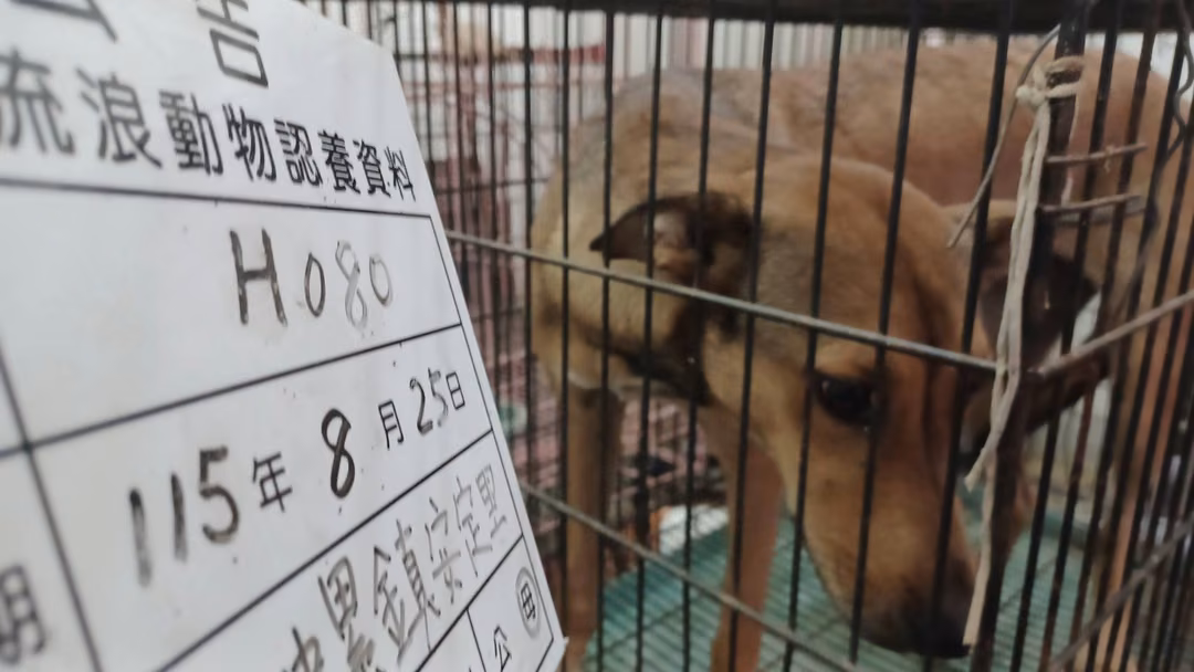 Tan adult female mixed-breed dog, Large, shelter no. …080D