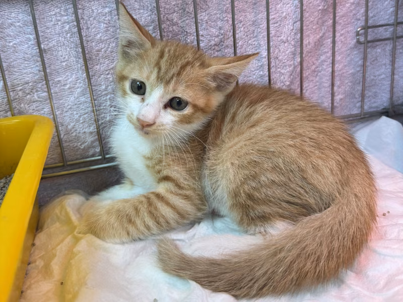 Orange tabby young male mixed-breed cat, Small, shelter no. …9001