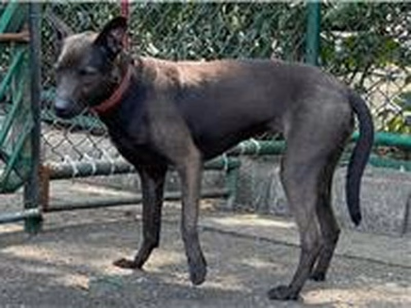 Black adult female mixed-breed dog, Medium, shelter no. …1204