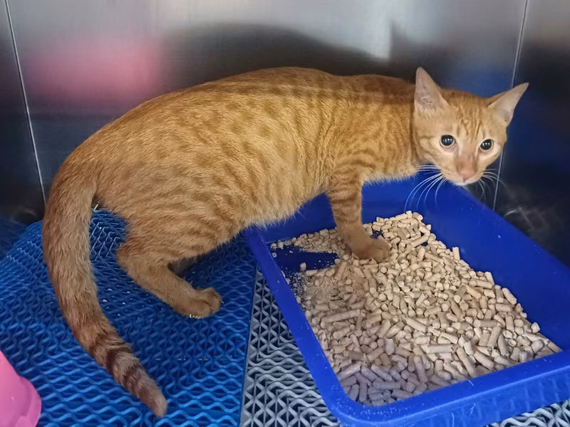 Orange adult male mixed-breed cat, Medium, shelter no. …6001