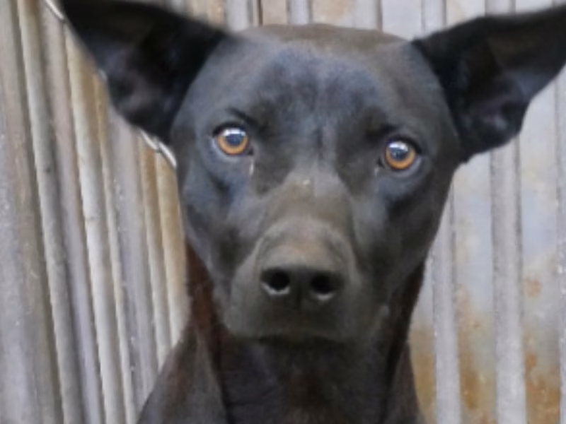 Black adult male mixed-breed dog, Medium, shelter no. …4-05