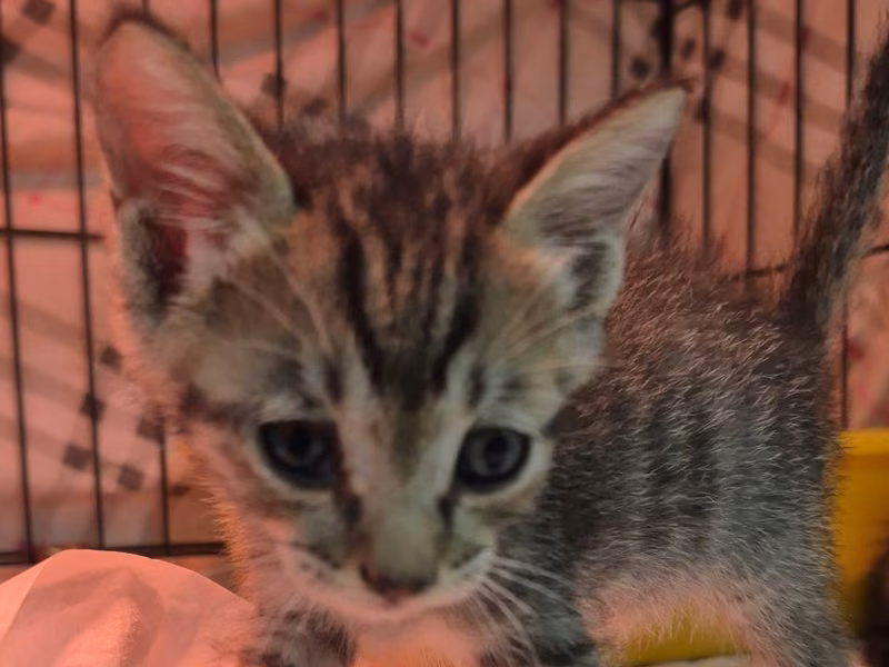 Tabby young male mixed-breed cat, Small, shelter no. …5003