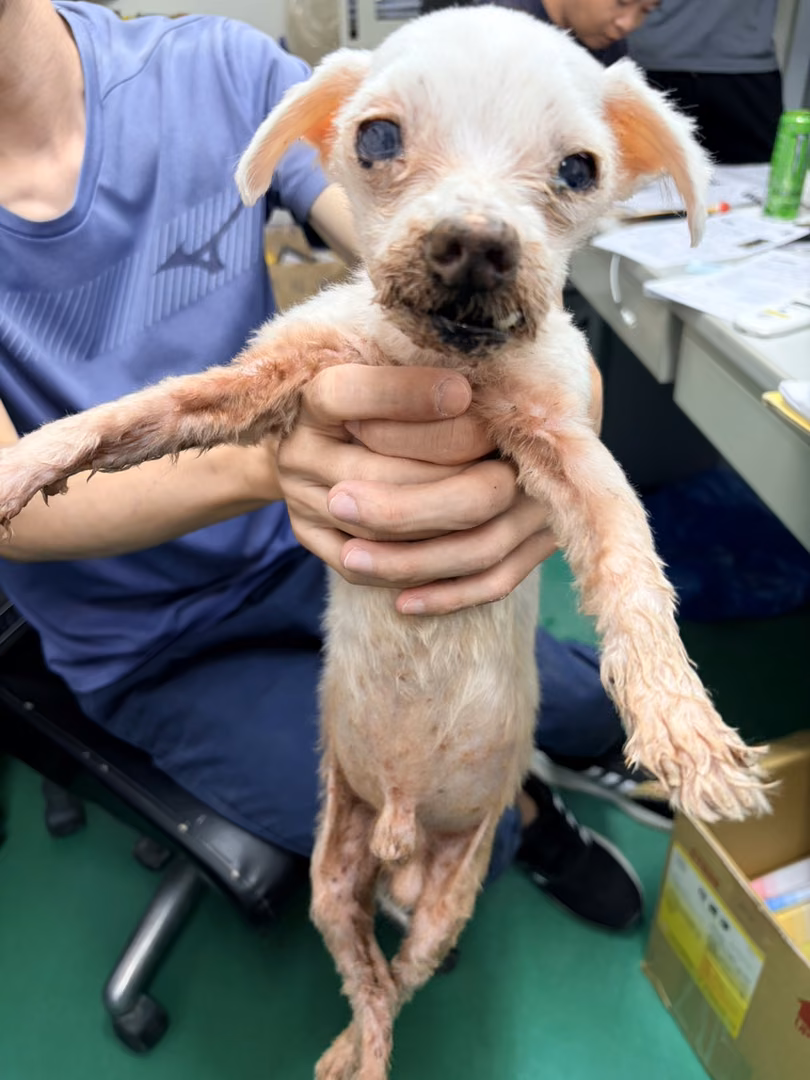 White adult male Maltese, Small, shelter no. …3004
