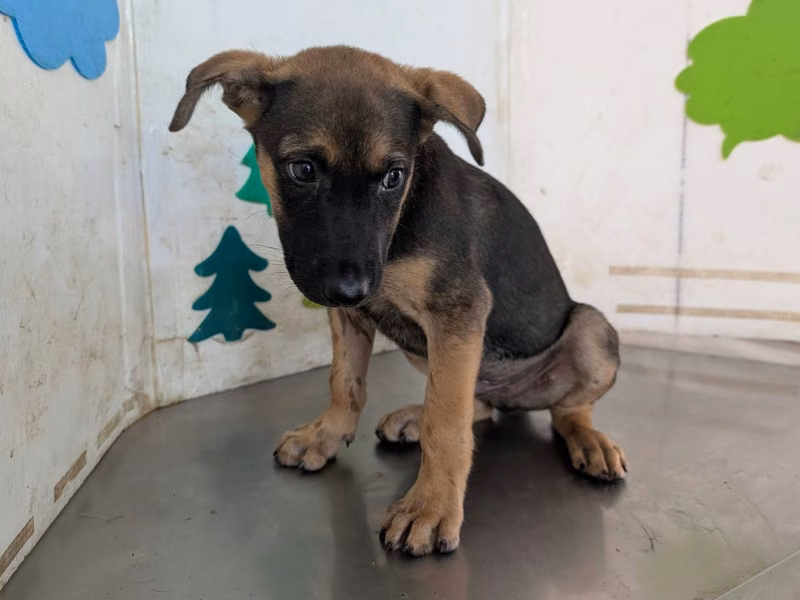 Tan adult male mixed-breed dog, Large, shelter no. …0904