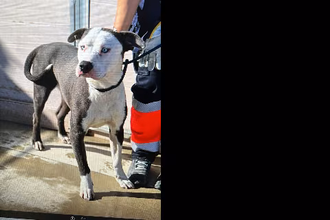 Rocky, Adult · Male · American Pit Bull Terrier
