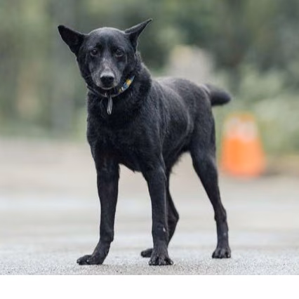 Black adult male mixed-breed dog, Medium, shelter no. …1310