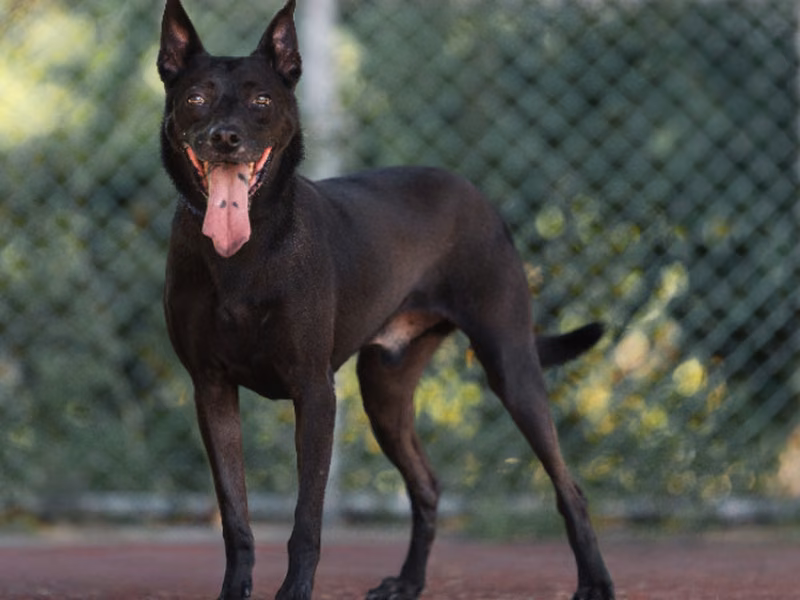 Black adult male mixed-breed dog, Medium, shelter no. …0608